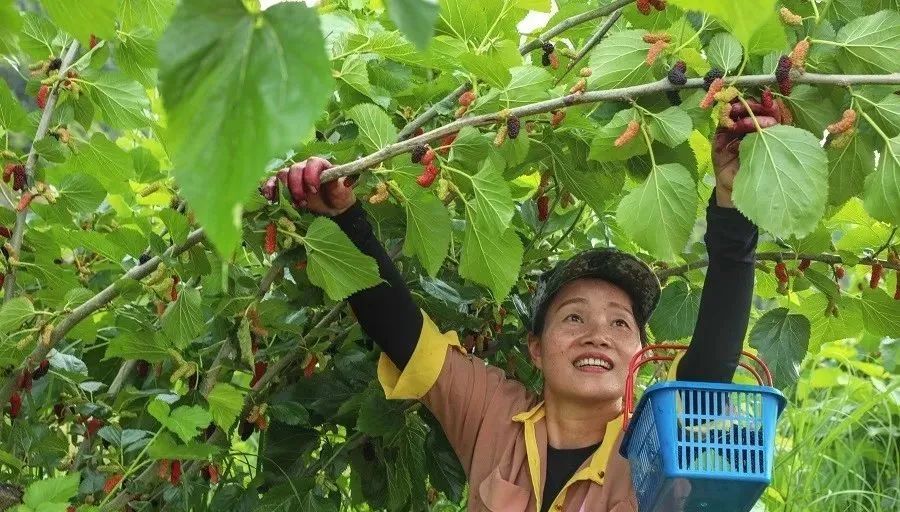 農(nóng)業(yè)全產(chǎn)業(yè)鏈建設是重塑農(nóng)業(yè)競爭力的關(guān)鍵之舉