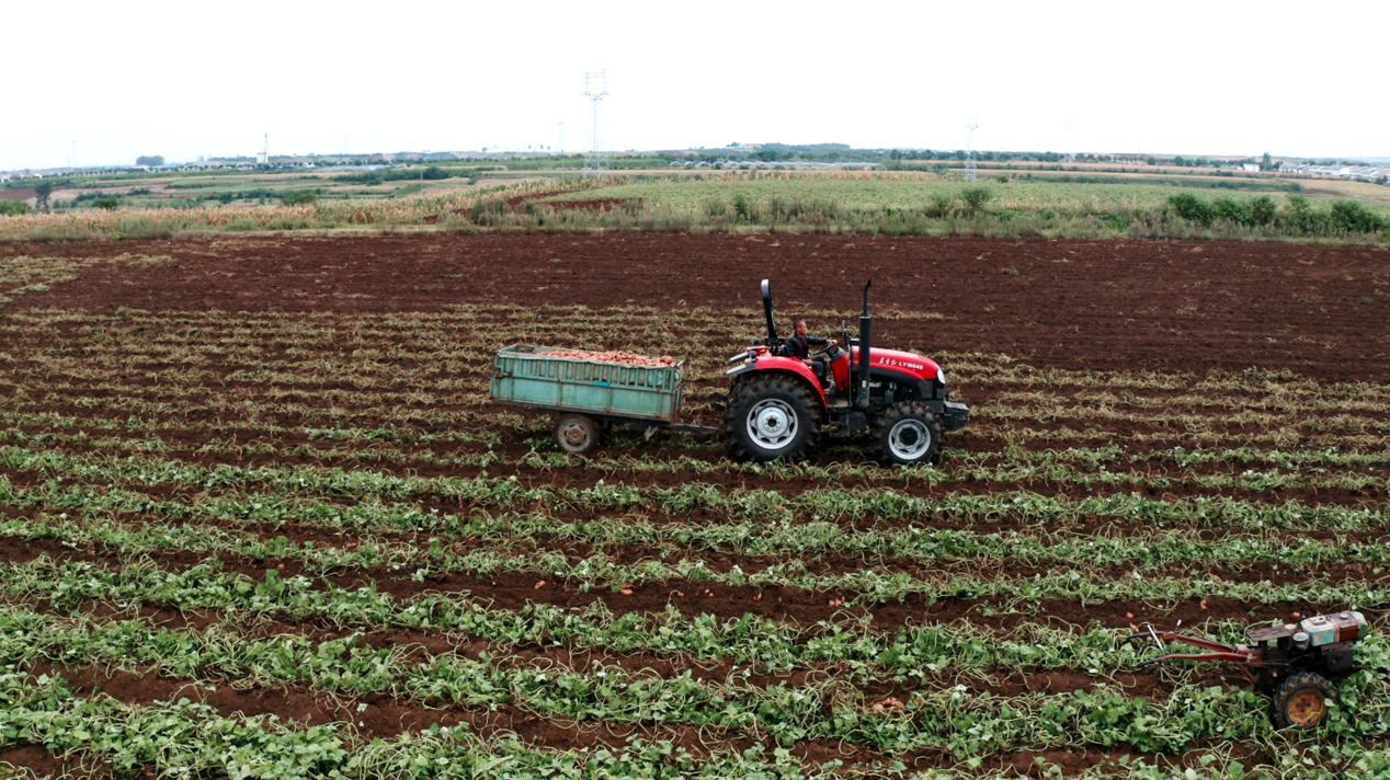 宜城紅薯：新電商怎么“生生造出”一個新產業？