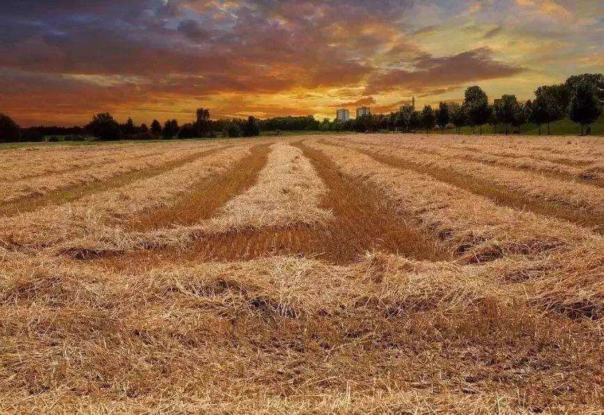 農業農村部:2021年我國農作物秸稈綜合利用率達88.1% 農業農村部:2021年我國農作物秸稈綜合利用率達88.1%