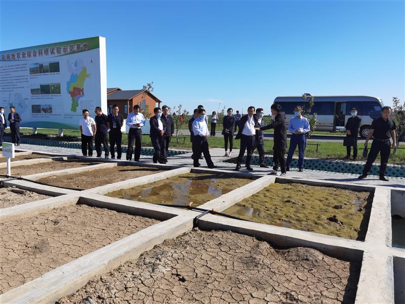 鹽堿地里育良種 鹽堿地里育良種