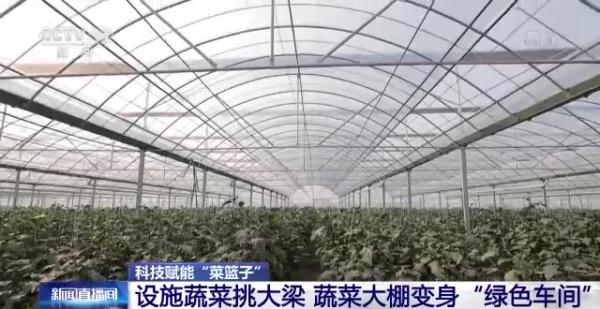 科技賦能“菜籃子”！看蔬菜大棚如何變身“綠色車間”