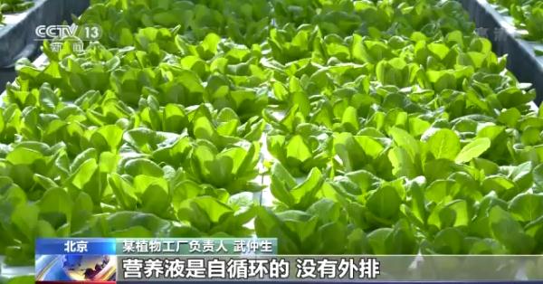 科技賦能“菜籃子”！看蔬菜大棚如何變身“綠色車間”