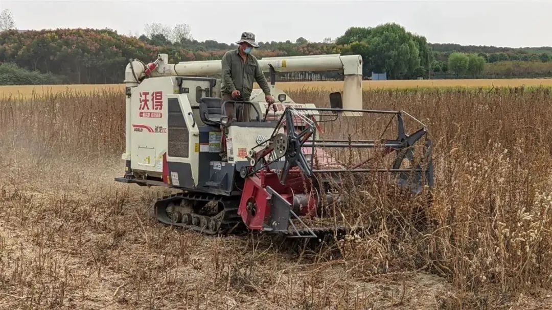 5分鐘收完一畝地! 湖北攻克芝麻生產全程機械化! 5分鐘收完一畝地! 湖北攻克芝麻生產全程機械化!