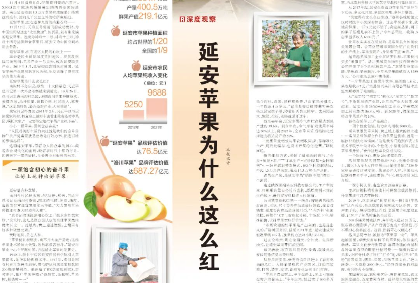 延安蘋果為什么這么紅 延安蘋果為什么這么紅