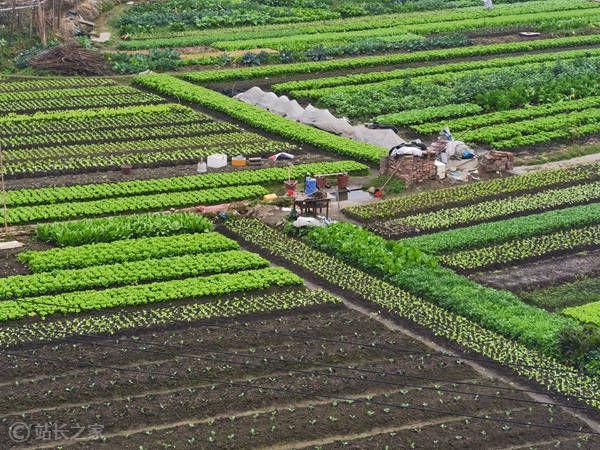上海掀起租地種菜熱:1500元一年,商家只提供土地 上海掀起租地種菜熱:1500元一年,商家只提供土地