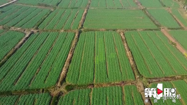 到2025年重慶油菜生產(chǎn)機械化率將超過55%