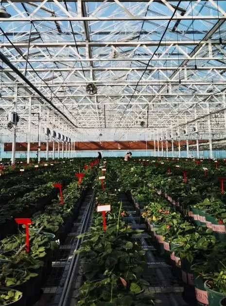 數(shù)字技術(shù)賦能農(nóng)業(yè),鄉(xiāng)村奏響科技興農(nóng)“序曲” 數(shù)字技術(shù)賦能農(nóng)業(yè),鄉(xiāng)村奏響科技興農(nóng)“序曲”