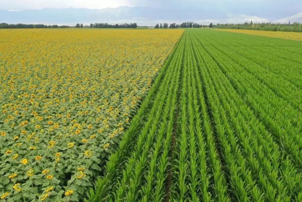 新疆:優化種植結構保障產量 新疆:優化種植結構保障產量