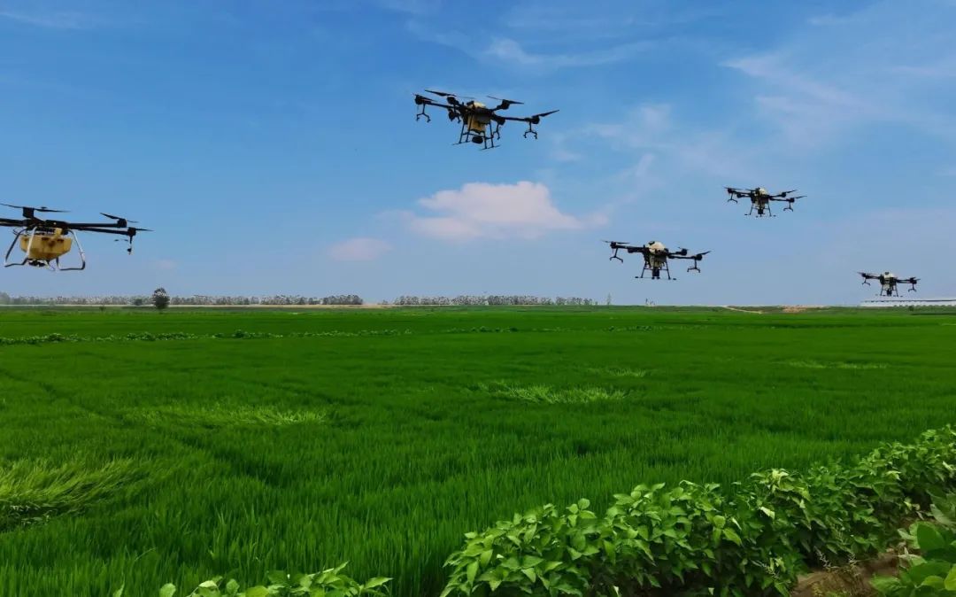 農作物病蟲害是影響農作物穩產增產的重要因素，科學有效防控是保單產、穩總產的關鍵舉措。