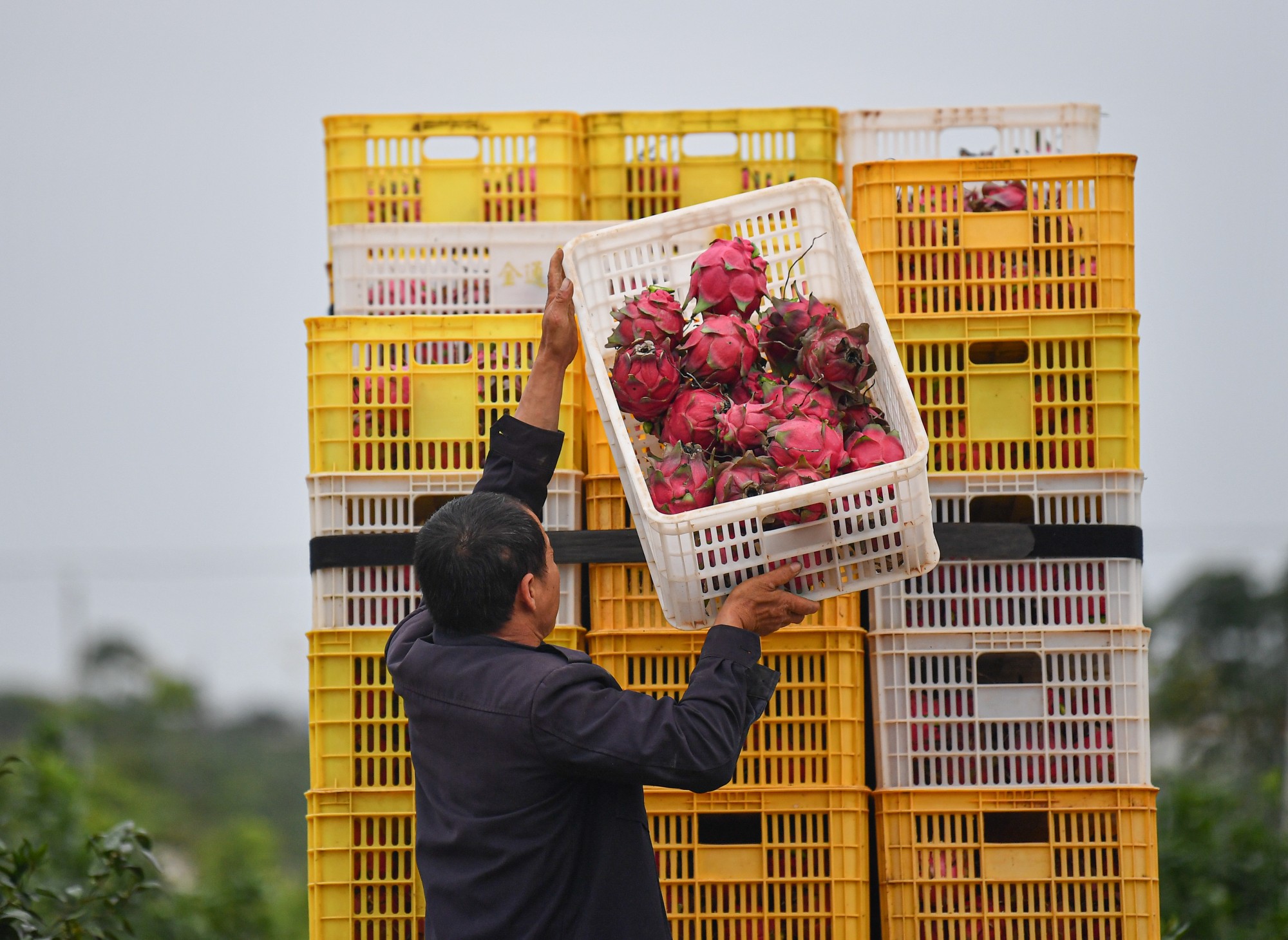 海南:推進農業現代化 助力端穩中國飯碗 海南:推進農業現代化 助力端穩中國飯碗