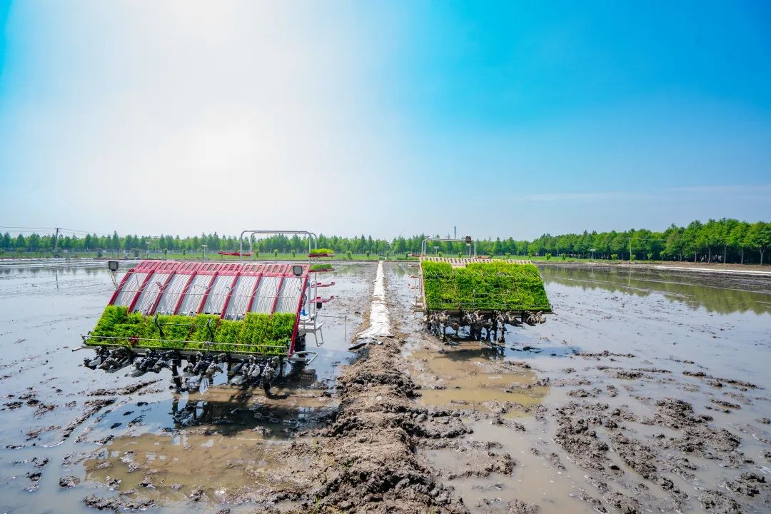 無人農(nóng)機加入滬郊水稻插秧大軍 無人農(nóng)機加入滬郊水稻插秧大軍