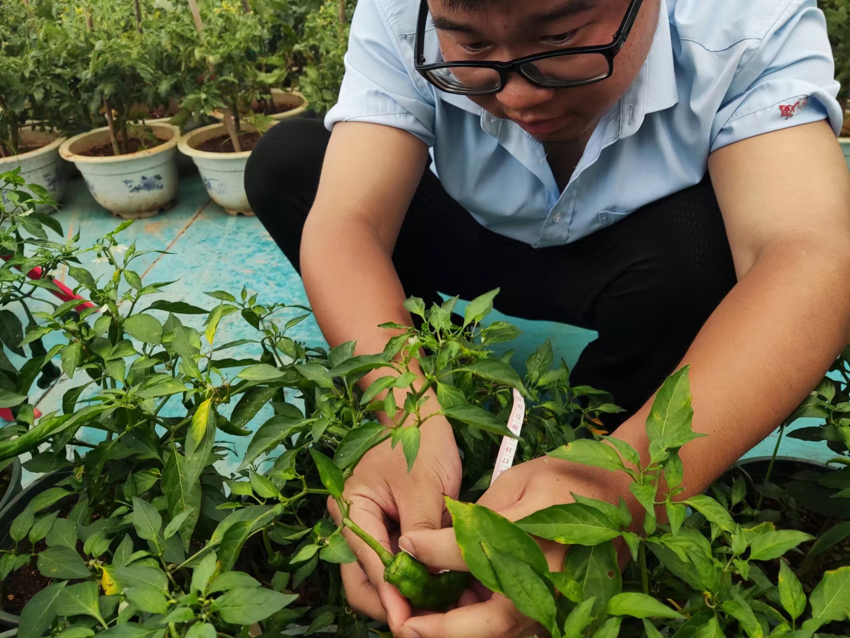 生物農藥迎來加快發展新局面 生物農藥迎來加快發展新局面