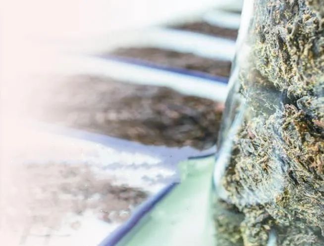 陜西涇陽(yáng)：茯茶“鏈”動(dòng)產(chǎn)業(yè)興